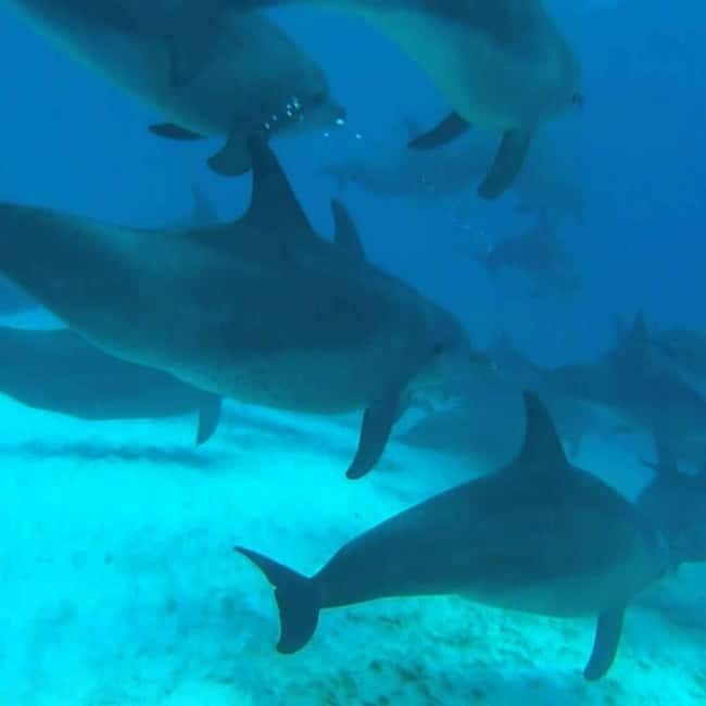 ZANZIBAR: Jozani Forest & Mnemba Dolphin Snorkeling with BBQ - The Sum Up