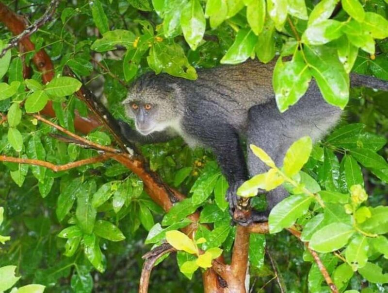 Zanzibar: Jozani Forest Monkey Tour and The Rock Restaurant - Final Thoughts: Is This Tour Right for You?