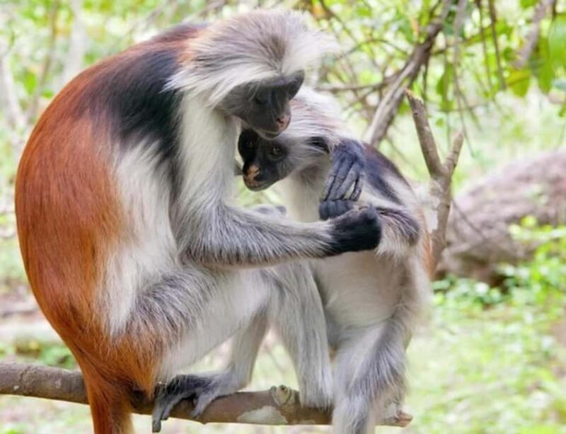 Zanzibar: Jozani Forest, Nakupenda beach, & Stone Town Tour - The Itinerary in Detail