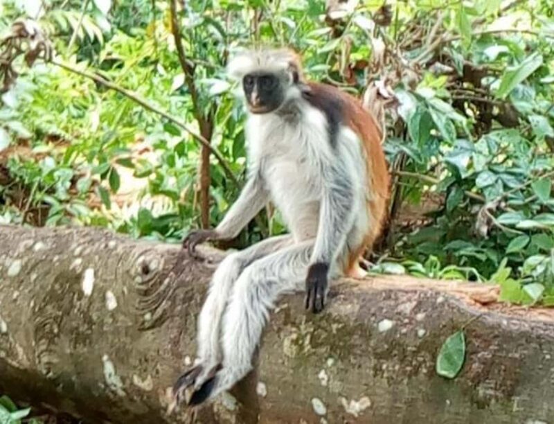 Zanzibar: Jozani Forest, Nakupenda beach, & Stone Town Tour - Practical Details and What to Expect