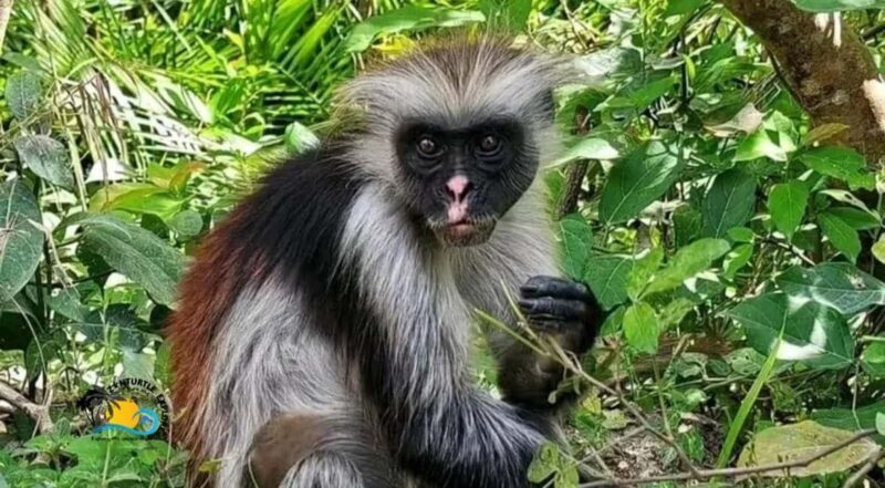 Zanzibar: Jozani Forest National Park Guided Tour - Key Points