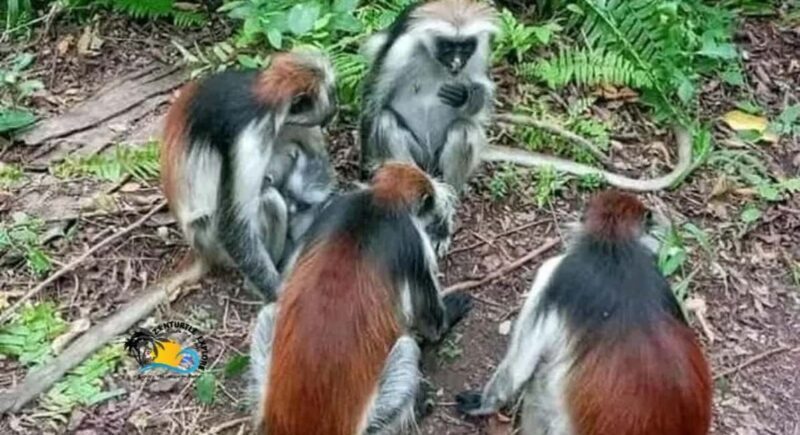 Zanzibar: Jozani Forest National Park Guided Tour - An Introduction to the Jozani Forest Guided Tour