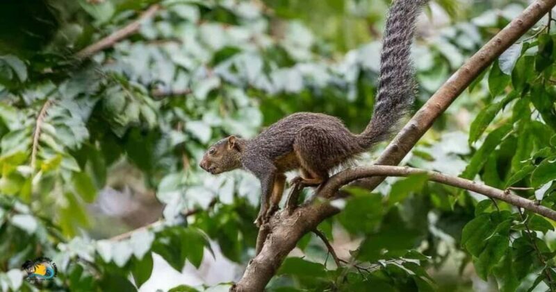 Zanzibar: Jozani Forest National Park Guided Tour - Why You Should Consider This Tour