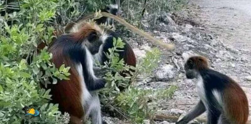 Zanzibar: Jozani Forest National Park Guided Tour - Key Points