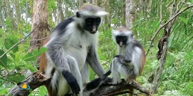 Zanzibar: Jozani Forest National Park Guided Tour - Transportation and Logistics