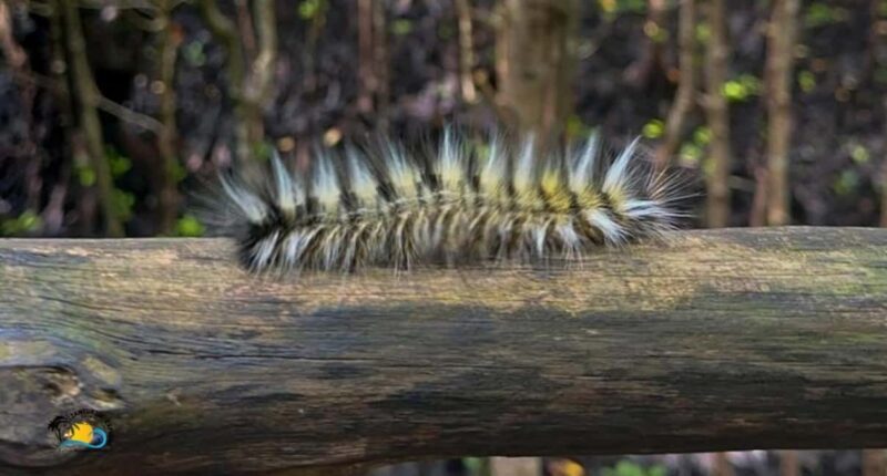 Zanzibar: Jozani Forest National Park Guided Tour - FAQs