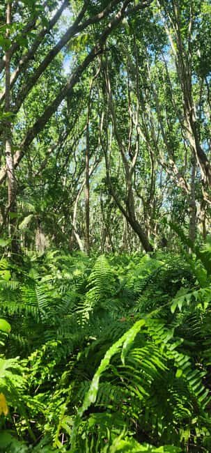 Zanzibar: Jozani Forest National Park Guided Tour - Who Should Consider This Tour?