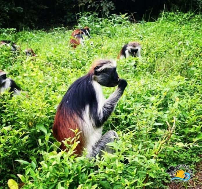 Zanzibar: Jozani Forest National Park Guided Tour - What to Expect from the Jozani Forest Guided Tour