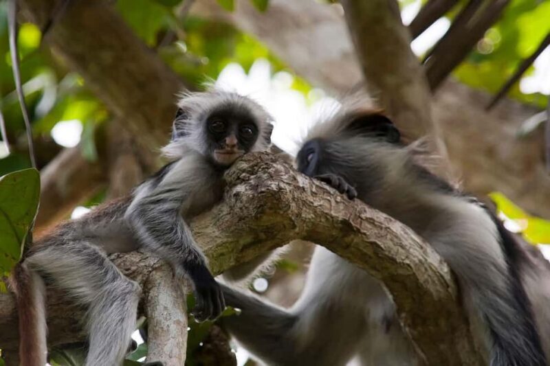 Zanzibar: Jozani Forest, Nature Walk and Wildlife Tour - Final Thoughts
