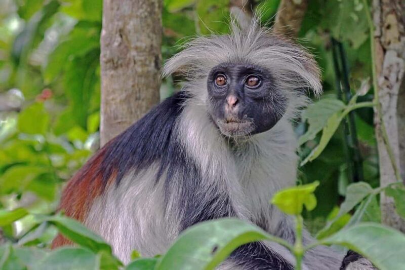 Zanzibar: Jozani Forest, Prison Island and Spice Farm Tour - Key Points
