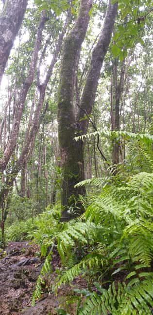 Zanzibar: Jozani Forest & Red Colobus Monkeys Private Tour - Frequently Asked Questions