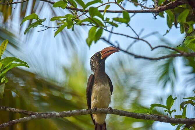 Zanzibar: Jozani Forest, Red colobus, the Rock Restaurant tour - Key Points
