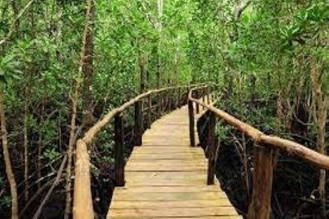 Zanzibar: Jozani Forest, Red colobus, the Rock Restaurant tour - An Introduction to the Tour Experience