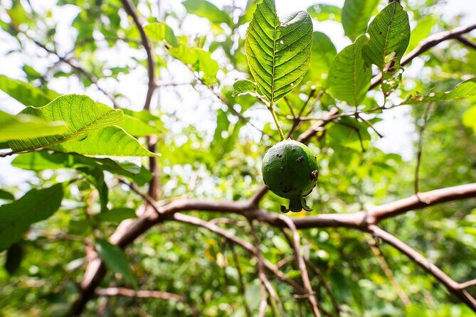 Zanzibar: Jozani Forest, Red colobus, the Rock Restaurant tour - Who Will Enjoy This Tour?