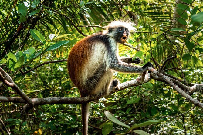 Zanzibar: Jozani Forest, Red colobus, the Rock Restaurant tour - The Sum Up