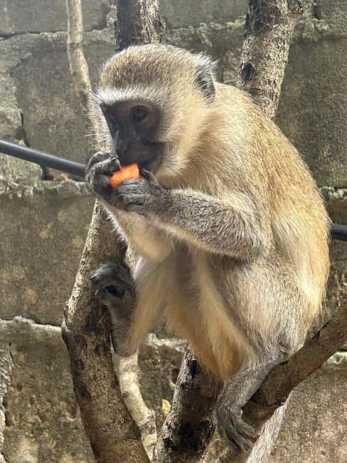 Zanzibar: Jozani Forest, Reptile Park, and Mtende Beach Tour - Key Points