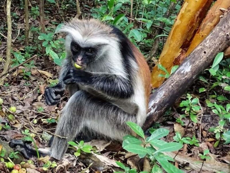 Zanzibar: Jozani forest, Reptile park and Salaam cave tour - An In-Depth Look at the Tour