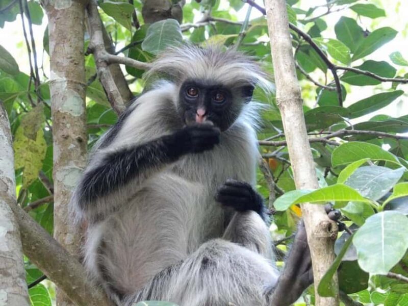 Zanzibar: Jozani forest, Reptile park and Salaam cave tour - FAQ