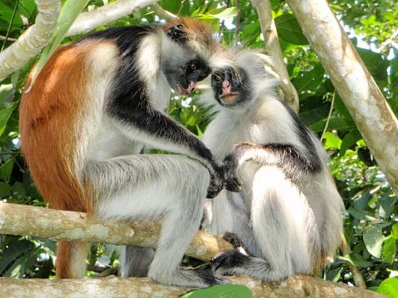 Zanzibar: Jozani Forest, Salaam Cave, and Stone Town Tour - Final Thoughts