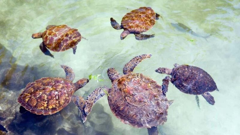 Zanzibar: Jozani Forest, Salaam Cave, & Rock Restaurant Tour - Is This Tour Worth It?