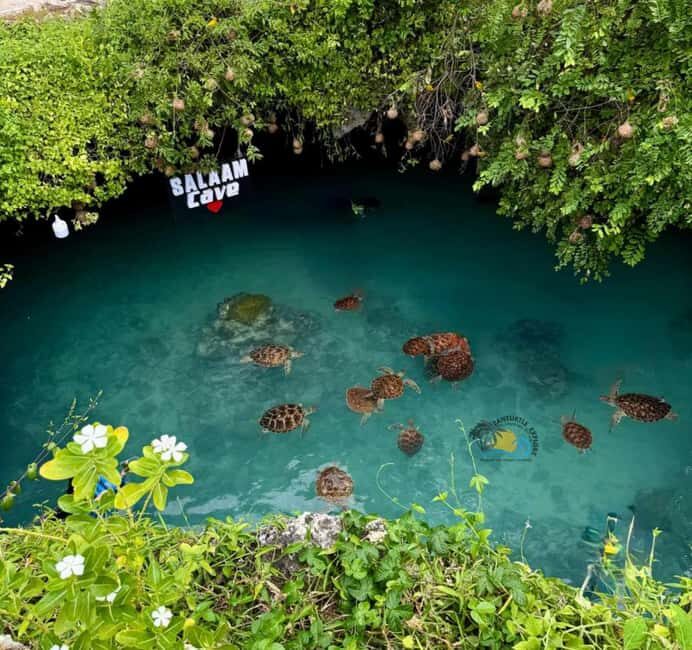 Zanzibar: Jozani Forest & Salaam Cave Sea Turtles Swim Tour - In-Depth Review of the Tour Experience