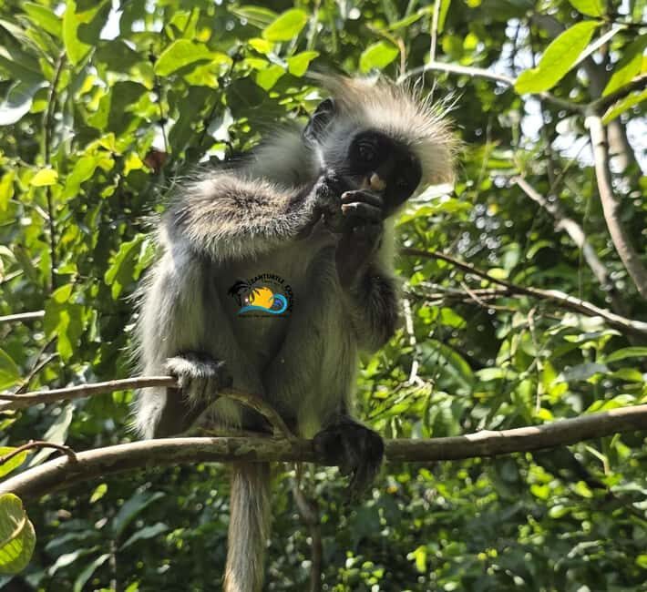 Zanzibar: Jozani Forest & Salaam Cave Sea Turtles Swim Tour - Summary