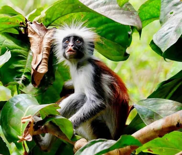 Zanzibar: Jozani Forest, Salaam Cave & The Rock Restaurant - Authentic Experiences and Authentic Value