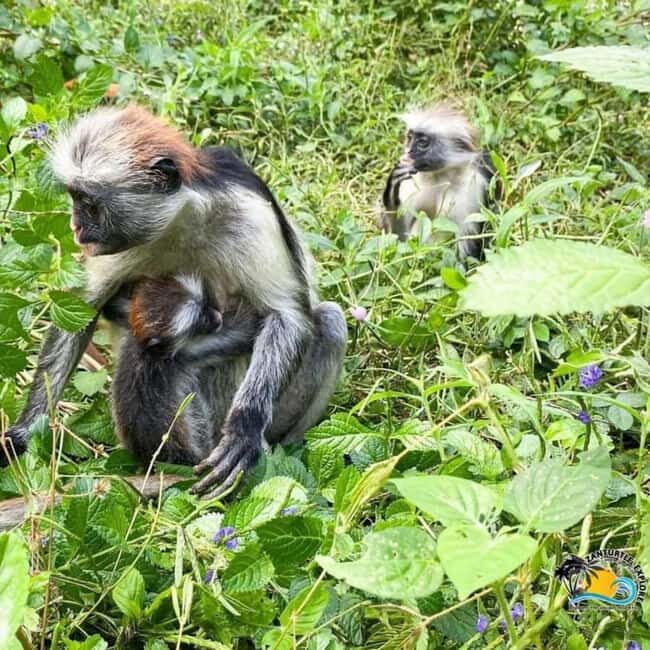 Zanzibar: Jozani Forest, Salaam Cave & The Rock Restaurant, - Key Points