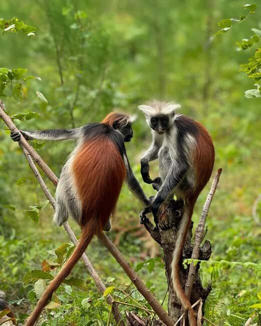 Zanzibar: Jozani Forest, Salaam & Maalum Caves and Sunset - Authentic Feedback from Travelers