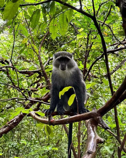 Zanzibar: Jozani Forest, Salaam & Maalum Caves and Sunset - The Sum Up: Who Should Consider This Tour?