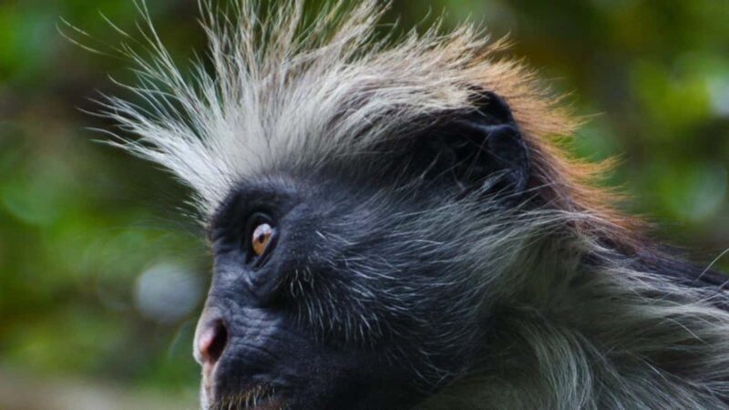 Zanzibar: Jozani Forest, Salam cave & Mtende Beach Tour - Key Points