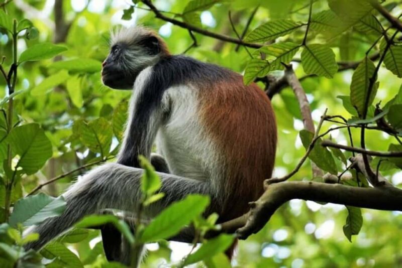 Zanzibar: Jozani forest, Sea tortoises & Mtende beach tour - Key Points