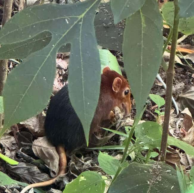 Zanzibar: Jozani forest, Sea tortoises & Mtende beach tour - Frequently Asked Questions