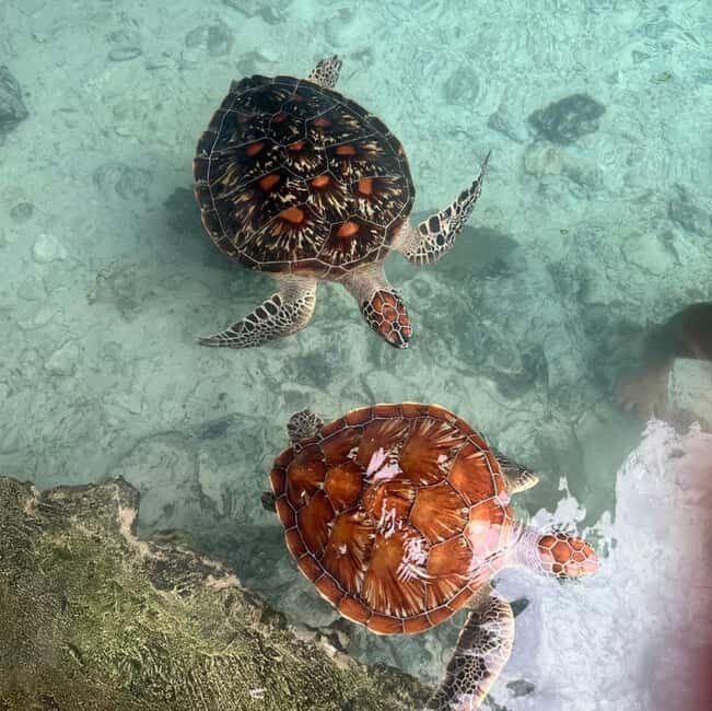 Zanzibar: Jozani Forest, Sea Turtles, and Spice Farm Tour - A Detailed Look at the Tour Experience