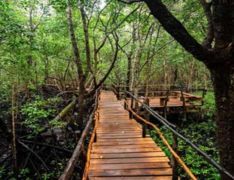Zanzibar: Jozani Forest, Sea Turtles, and Spice Farm Tour - The Sum Up: Who Will Love This Tour?