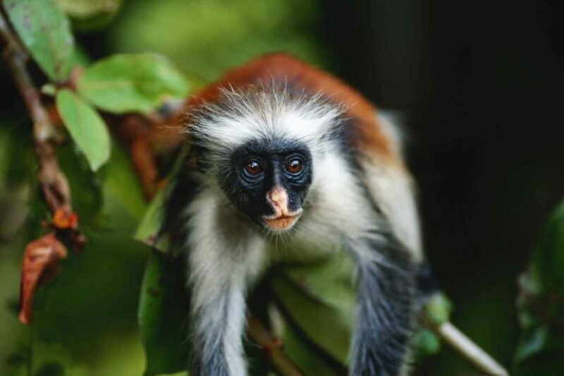 Zanzibar: Jozani forest, Spice farm and Salaam cave day trip - Overall Impressions