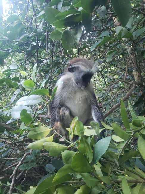 Zanzibar: Jozani forest, Spice farm and Salaam cave day trip - Frequently Asked Questions