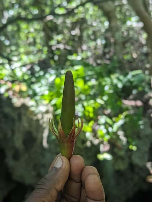 Zanzibar: Jozani Forest & Spice Farm Private Tour with Lunch - An In-Depth Look at the Tour Experience