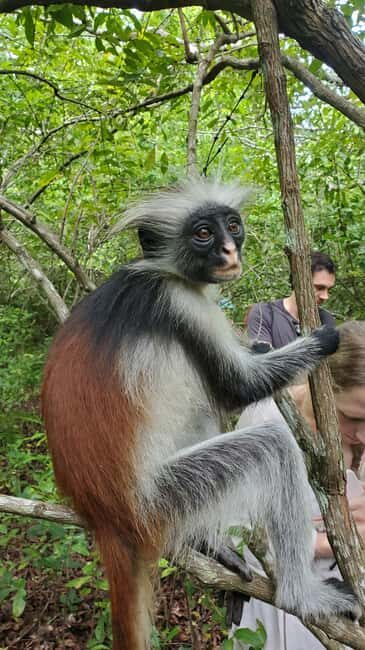 Zanzibar: Jozani Forest & Spice Farm Private Tour with Lunch - Frequently Asked Questions