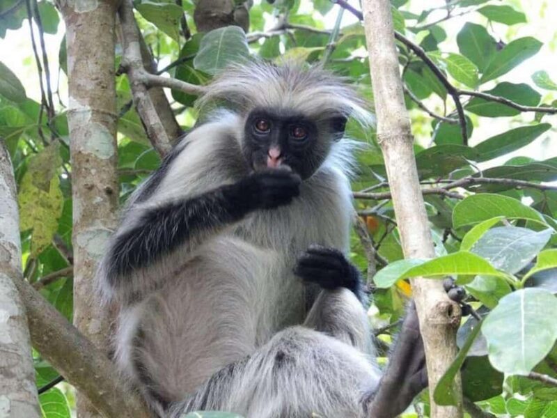 Zanzibar: Jozani Forest, Spice Farm, & Stone Town with Guide - Key Points