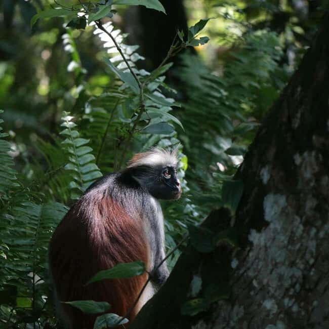 Zanzibar: Jozani Forest, Spice Farm, & Stone Town with Guide - Who Should Consider This Tour?