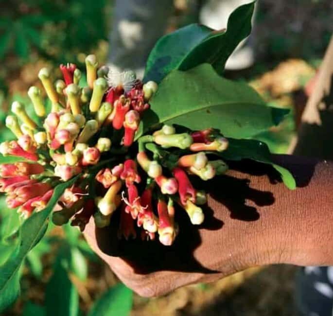Zanzibar: Jozani Forest, Spice farms, & Prison Island - Discovering Zanzibar: Jozani Forest, Spice Farms, & Prison Island — A Practical Guide