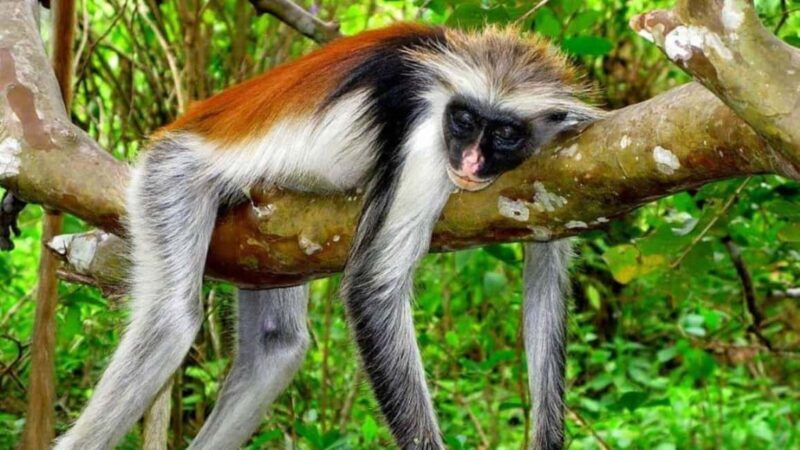 Zanzibar: Jozani Forest, Spice Farms & Stone Town Day Tour - Discovering Stone Town: The Historic Heart