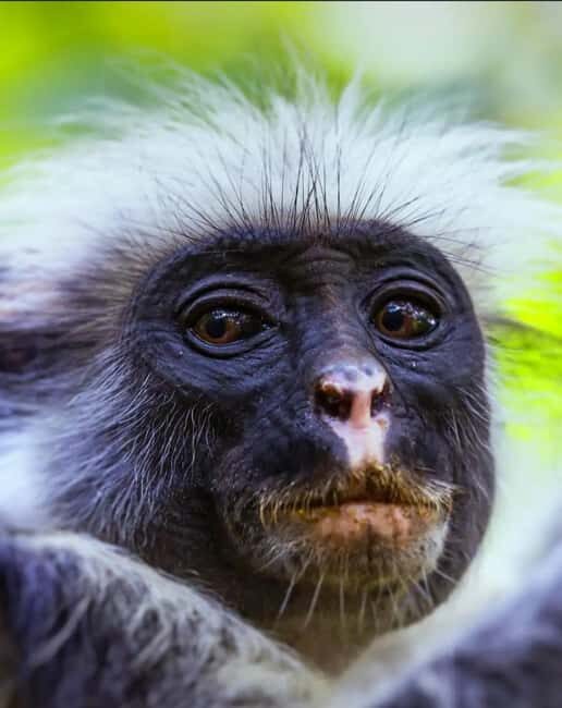 Zanzibar: Jozani Forest, Spice Farms, & Stone Town tours - A Closer Look at the Zanzibar Tour