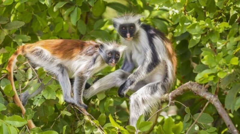 Zanzibar: Jozani Forest, Stone Town, and Nakupenda Tour - Relaxing on Nakupenda Beach
