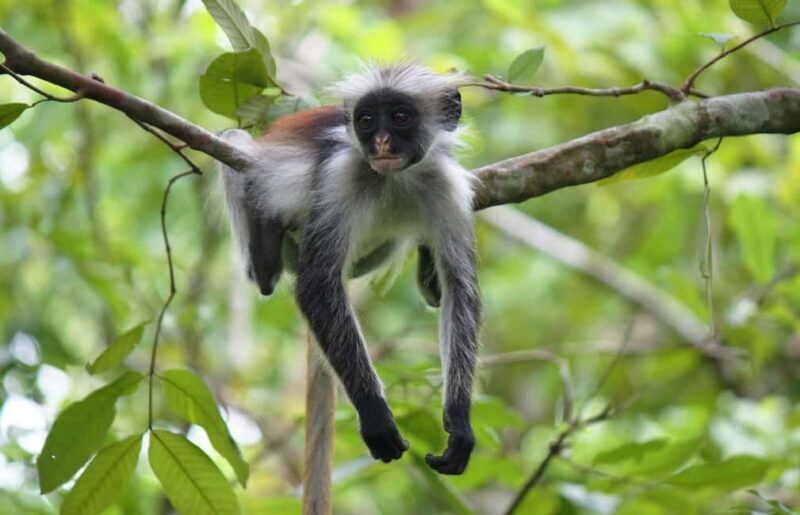 Zanzibar: Jozani Forest, Stone Town and Spice Farm Tour - FAQ