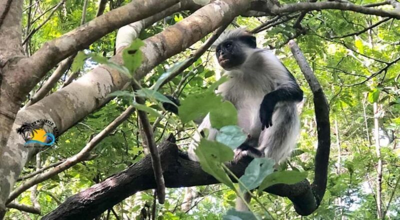 Zanzibar: Jozani Forest, Stone Town & Sunset Dhow Cruise - Key Points