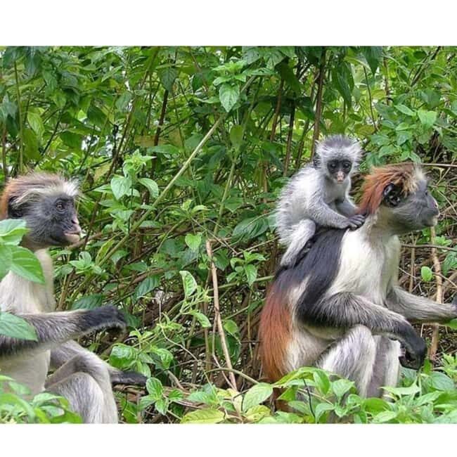 Zanzibar: Jozani forest, stone town tour & Prison island - A Deep Dive into the Tour Experience