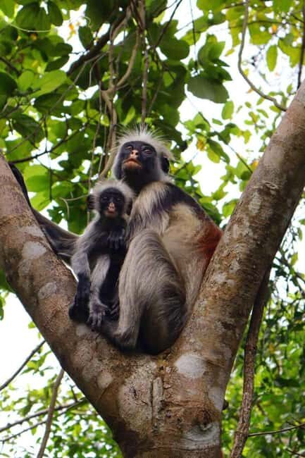 Zanzibar: Jozani Forest, Swahili Cave & Mtende Beach Tour - Key Points