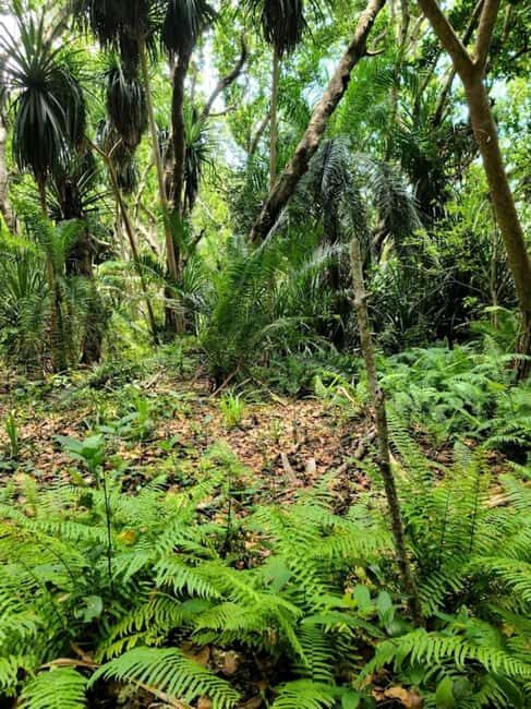 Zanzibar: Jozani Forest, Swahili Cave & Mtende Beach Tour - Relaxation at Mtende Beach